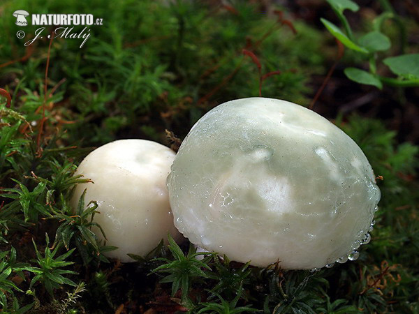 Greencracked Brittlegill Mushroom (Russula virescens)