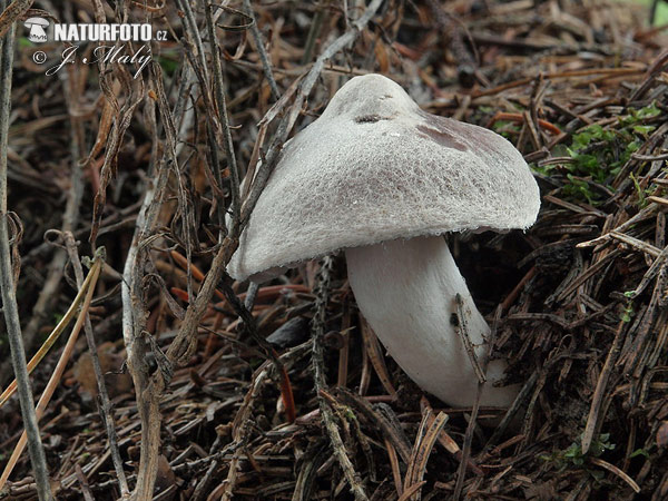 Grey Knight Mushroom (Tricholoma terreum)