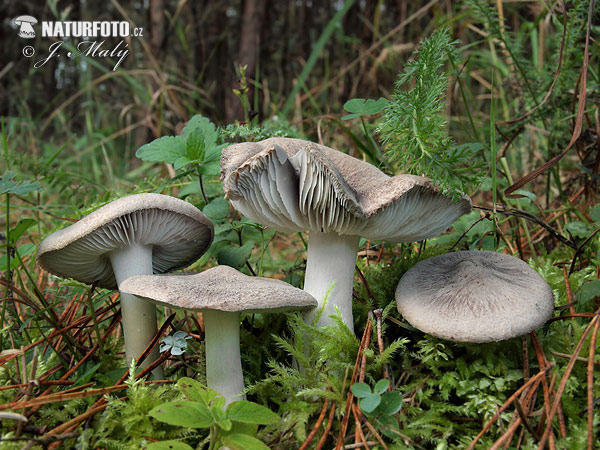 Grey Knight Mushroom (Tricholoma terreum)