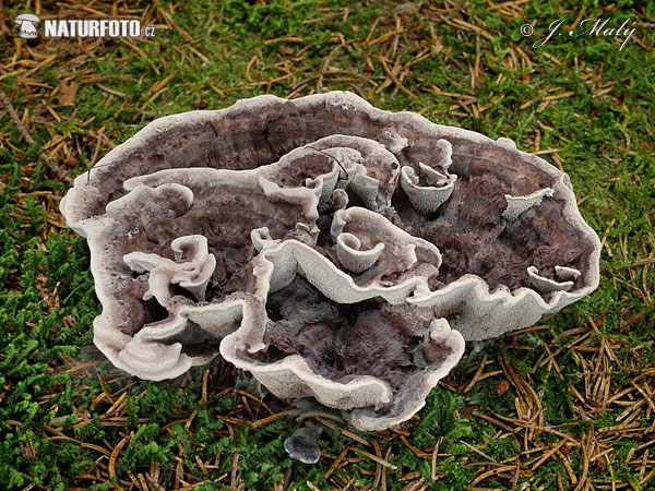 Grey Tooth Mushroom (Phellodon melaleucus)