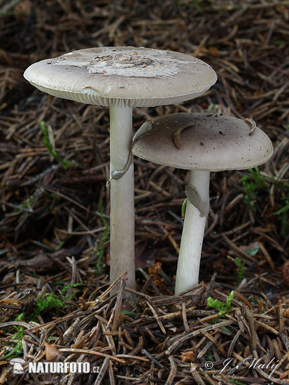 Grey Veiled Amanita Mushroom (Amanita porphyria)