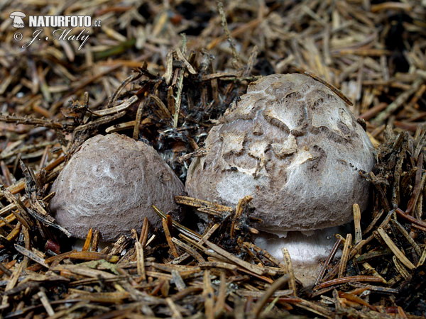 Grey Veiled Amanita Mushroom (Amanita porphyria)