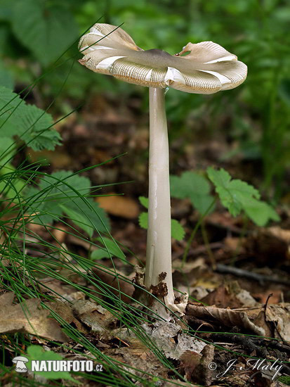 Grisette Mushroom (Amanita vaginata)