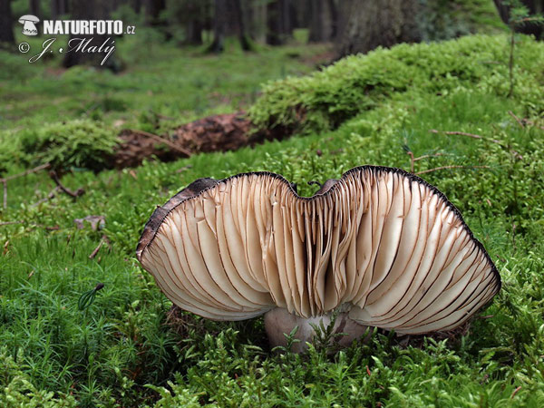 grofplaatrussula