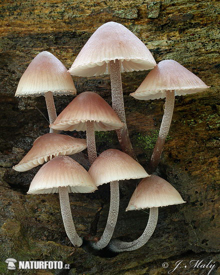 grote bloedsteelmycena