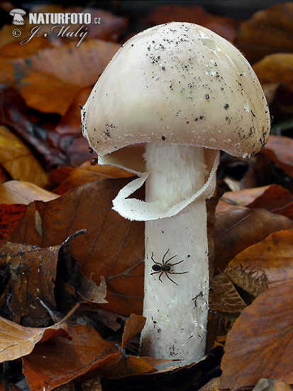 grote kleefparasol