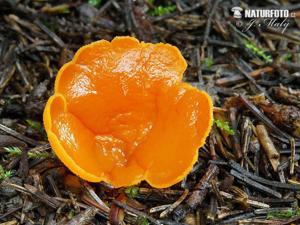 grote oranje bekerzwam