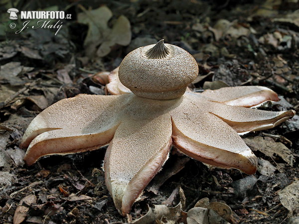 grote ruwe aardster