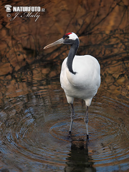 Grulla de Manchuria