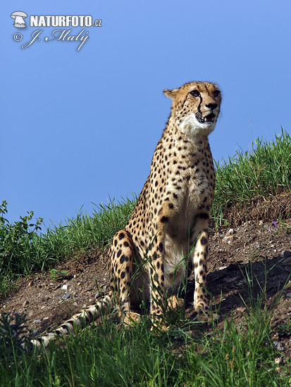 Guépard