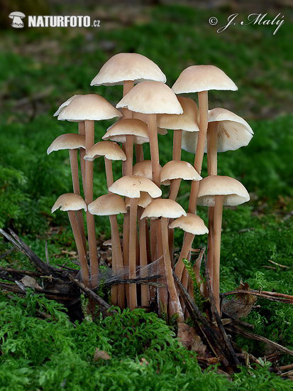 Gymnopus confluens