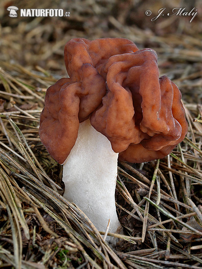 Gyromitra esculenta