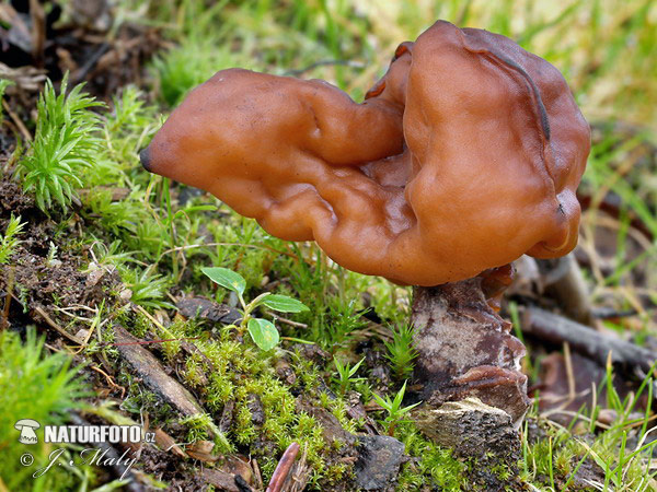 Gyromitra infula