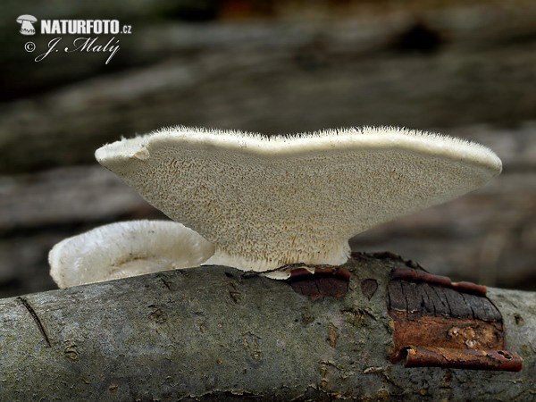 Hairy Bracket Mushroom (Trametes hirsuta)