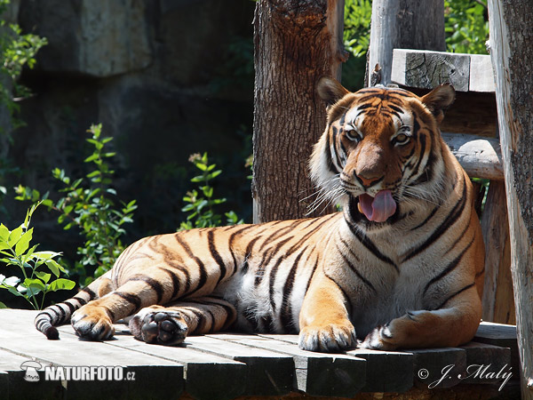 Harimau Malaya