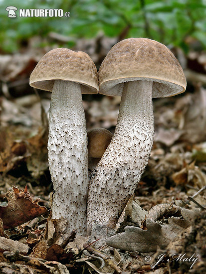 Hazel bolete Mushroom (Leccinum pseudoscabrum)