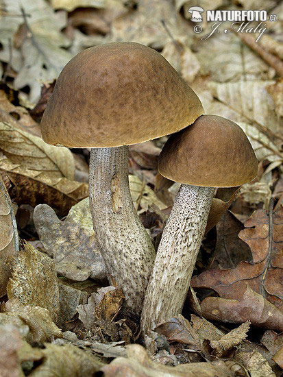 Hazel bolete Mushroom (Leccinum pseudoscabrum)