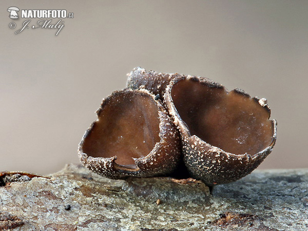 Hazelcup (Encoelia fascicularis) Mushroom (Encoelia fascicularis)