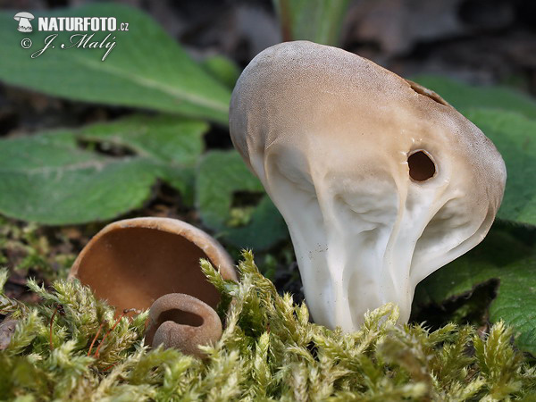 Helvella acetabulum