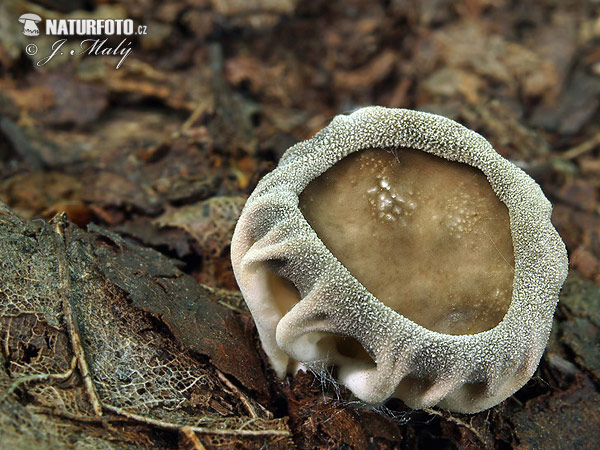 Helvella costifera Mushroom (Helvella costifera)