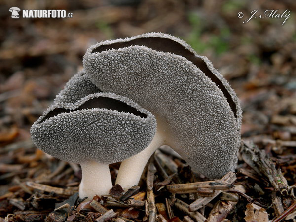 Helvella cupuliformis Mushroom (Helvella cupuliformis)