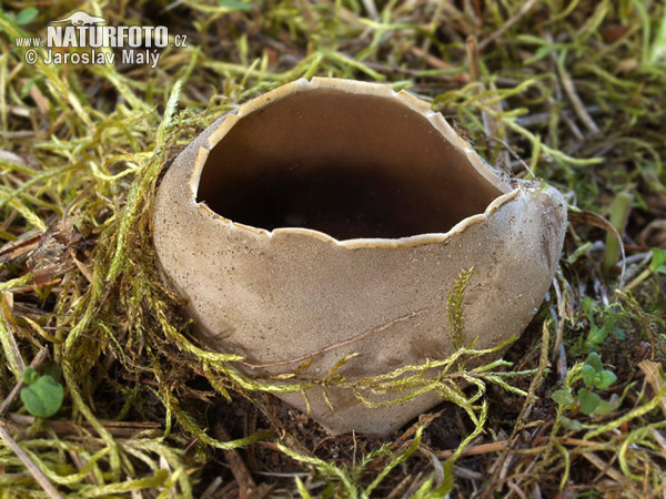 Helvella leucomelaena