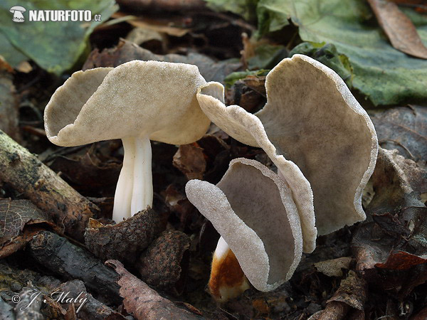 Helvella queletii