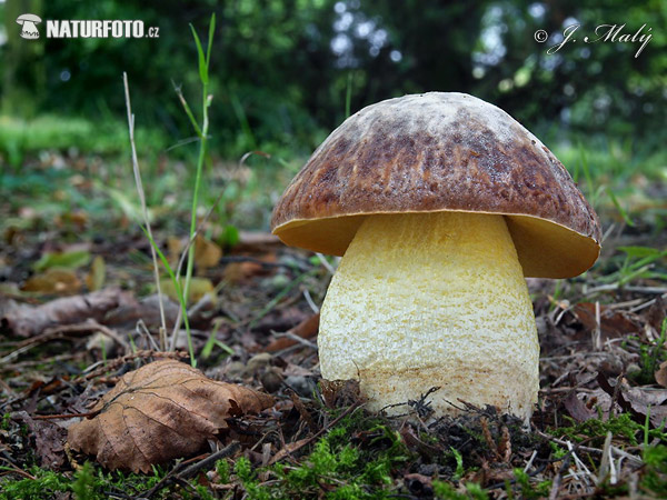 Hemileccinum depilatum