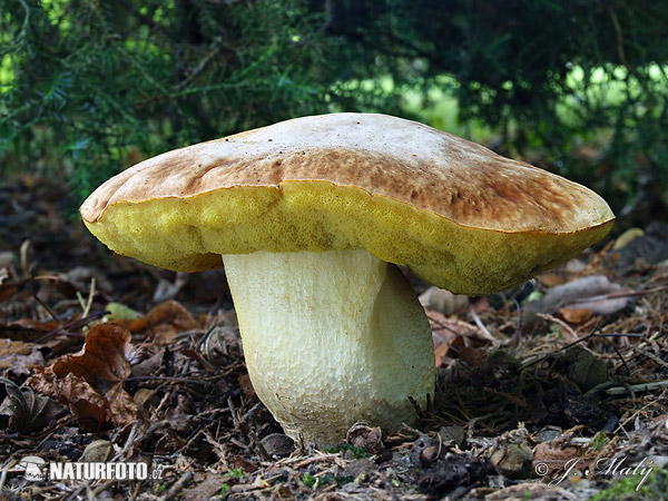 Hemileccinum depilatum