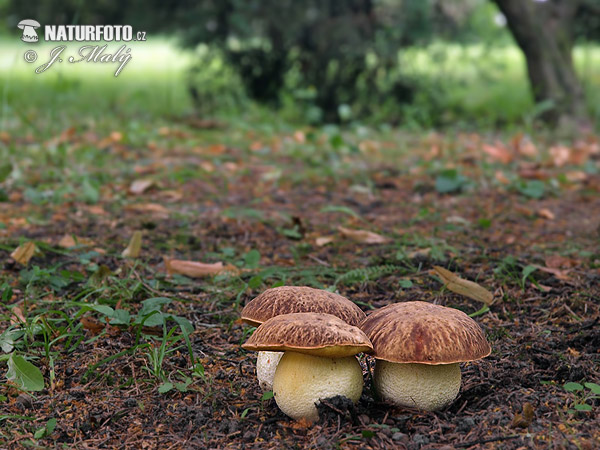 Hemileccinum depilatum