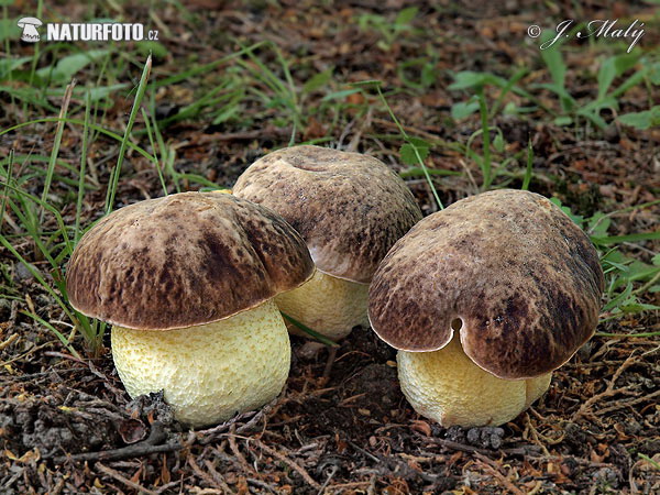 Hemileccinum depilatum