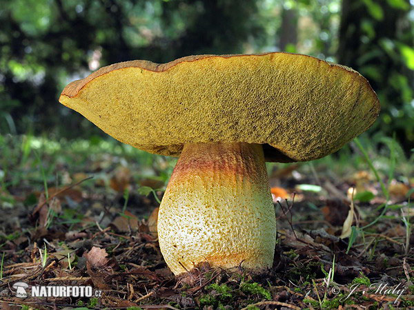 Hemileccinum depilatum