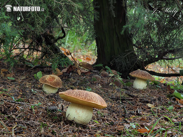 Hemileccinum depilatum