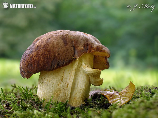 Hemileccinum depilatum