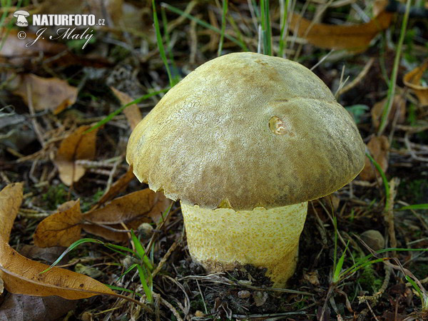 Hemileccinum depilatum