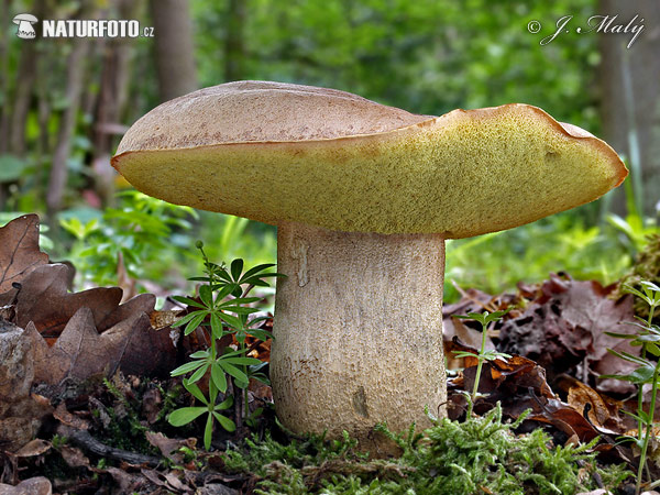 Hemileccinum impolitum