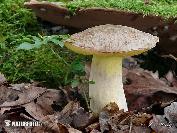 Hemileccinum impolitum