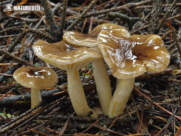 Herald of Winter Mushroom (Hygrophorus hypothejus)