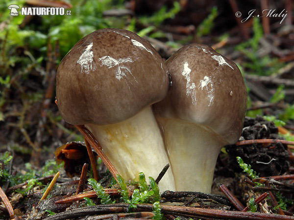 Herald of Winter Mushroom (Hygrophorus hypothejus)