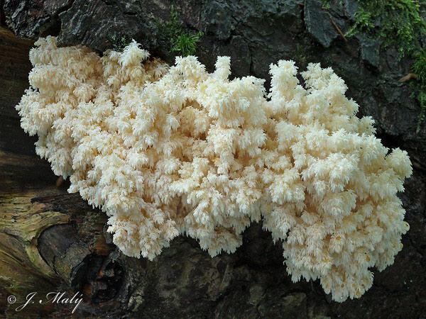 Hericium clathroides