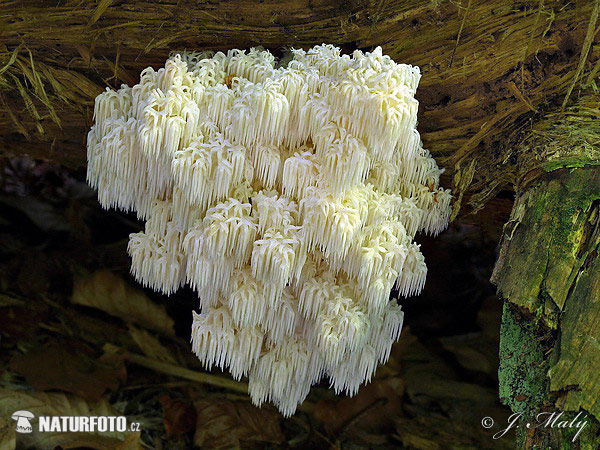 Hericium flagellum