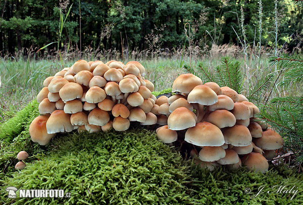 hifoloma de láminas verdes