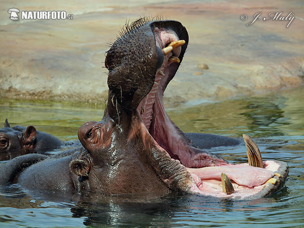 Hippopotamus Photos, Hippopotamus Images, Nature Wildlife Pictures ...