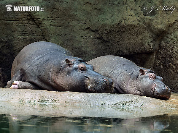 Hippopotamus amphibius