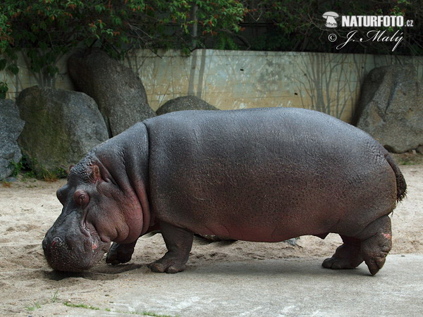 Hippopotamus amphibius