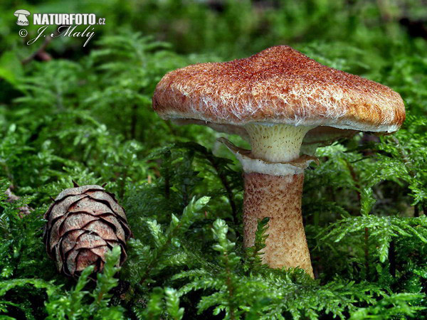 Hollow Bolete Mushroom (Boletinus cavipes)