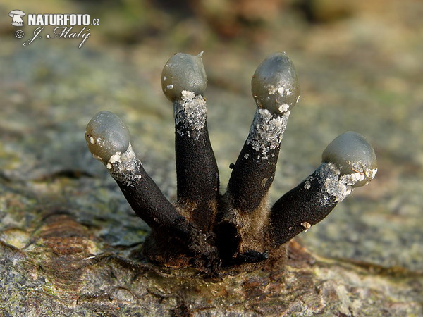 Holwaya mucida - Crinula calciiformis Mushroom (Holwaya mucida - Crinula calciiformis)