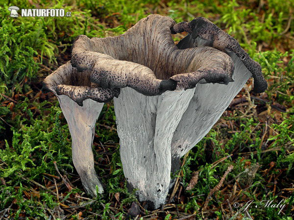 Horn of Plenty Mushroom (Craterellus cornucopioides)