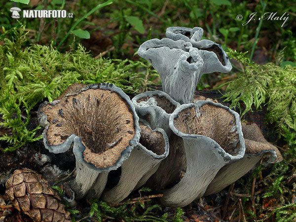 Horn of Plenty Mushroom (Craterellus cornucopioides)