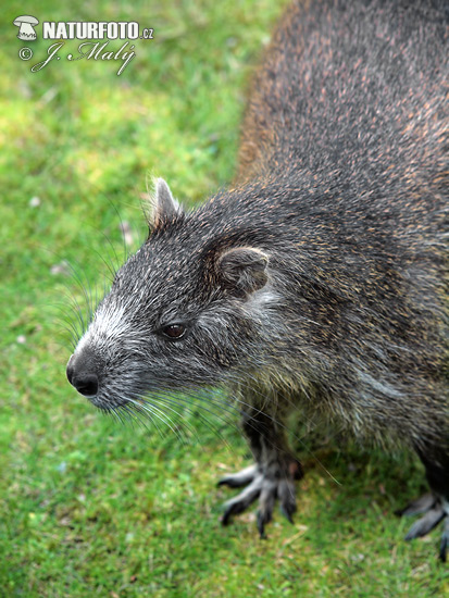 Hutia di Desmarest